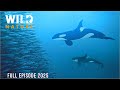 The Depths of the North Sea: Life in the Cold Abyss | 4K UHD Documentary