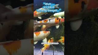 Suara Alam Bikin tenang banget#asmr #rain #relaksasi