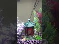 20 Gallon Hight Fish Tank