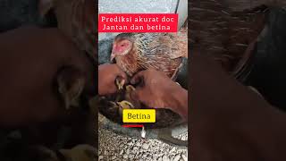 #ayam #roosterfarm #trending #ayambangkok #ayamberkualitas #viral #viralshorts #viralvideo #chicken