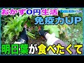 【おかず0円生活】たまに明日葉が食べたくなる