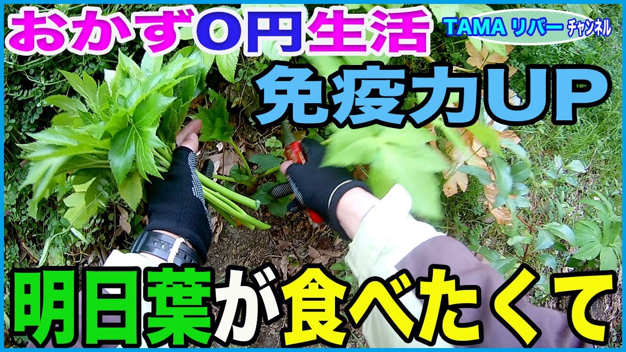 おかず0円生活 たまに明日葉が食べたくなる Youtube