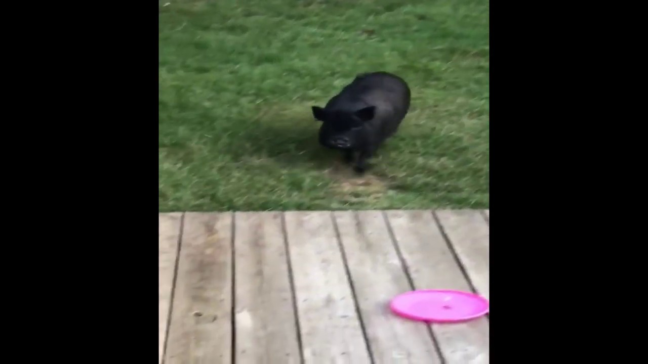 POTBELLY PIG THE SOUND OF THE DINNER BELL, I MEAN BAG YouTube