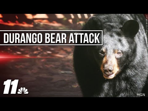 Bear attack severely wounds shepherd near Durango