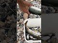 Serpme ile sarı kuyruk avı dev kefaller aldık