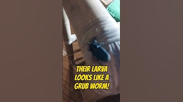 WEEVIL INVASION! 🪲🪲🪲Have you ever had a weevil visit your house?