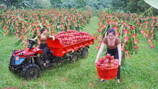 Use Off Road Truck To Harvesting Many Dragon Fruit Go To Countryside Market Sell For Villager