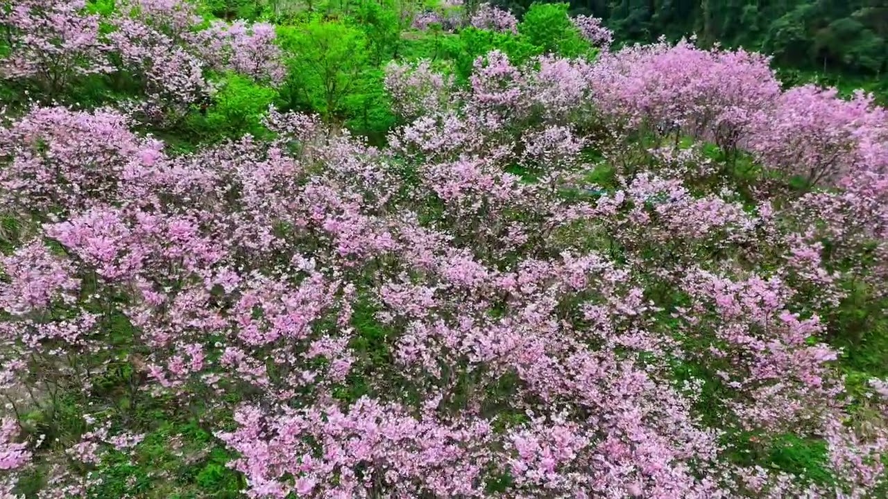 三峽大熊櫻花林