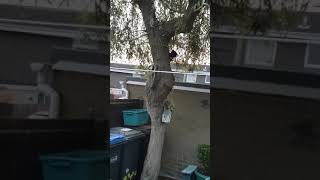 Cat chasing squirrel round tree