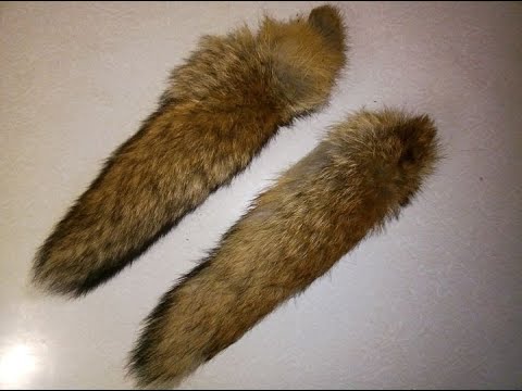 Как обработать лисий хвост в домашних условиях