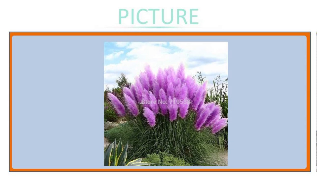 100pcs New Rare Impressive Purple Pampas Grass Seeds Ornamental home