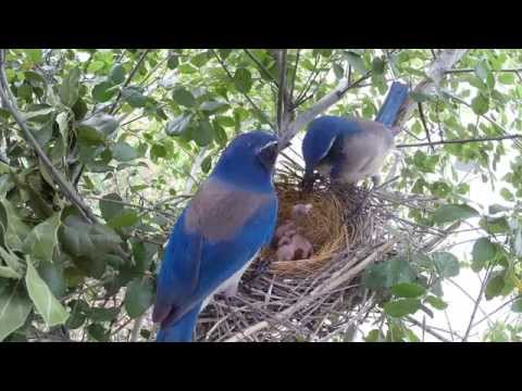 Scrub Jay Nest chick activity raw footage 4-21-2015 (13 clips) V17847