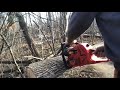 A long day cutting firewood with the shindaiwa 591