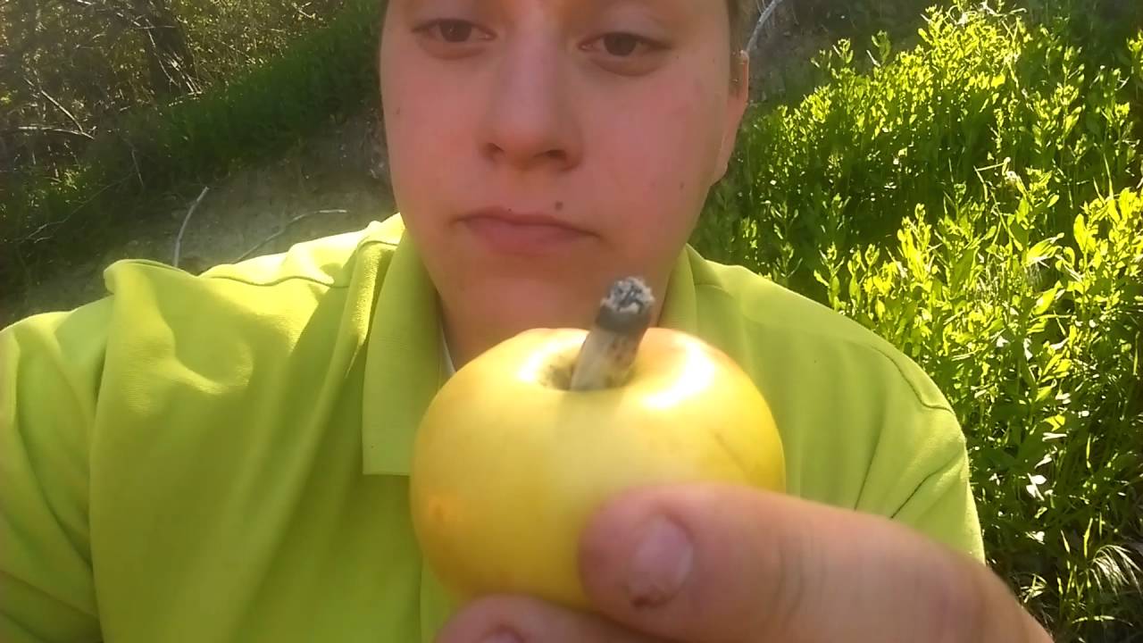 Smoking parsley for the first time YouTube