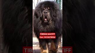 TM | Tibetan mastiff Puppies | #shorts