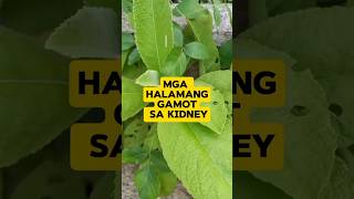 MABISANG GAMOT SA KIDNEY #kidney #halamanggamot #gamot