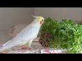 Today's My happy Cockatiel | Kame-chan eats pea sprouts | カメちゃんに豆苗あげてみた オカメインコ