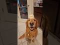 #JasonDeruloTV // Doggie Got Some Ice-Cream Too 😆 @thegoldenbros247