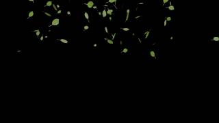 Leaf Particle After Effects Attempt
