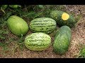 Big Heirloom Watermelon Harvest From The Garden And A Taste Test