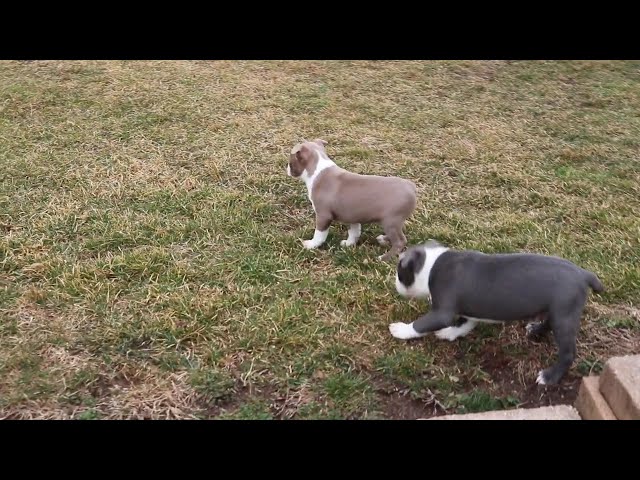 Sylvester video thumbnail