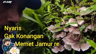 Download Lagu Jum'at Pagi Siang Hujan Nyaris Memet Semua Jamur Trucuk Glatik | Eps #369 MP3