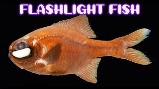 Flashlight Fish - Photoblepharon Steinitzi