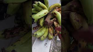 Pisang terlalu matang sampai ambrol