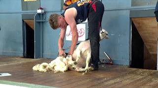 Cneifio - Pencampwriaeth Iau Cynderfynol | Junior Shearing Championship Semi Final