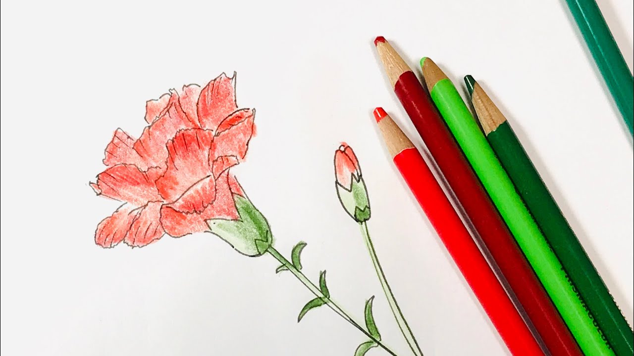 色鉛筆イラスト カーネーション編 花の描き方 Youtube
