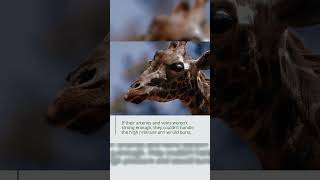 What Makes Giraffes Unique? Uncovering Their Unique Features