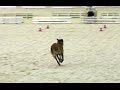 FCI Obedience World Championship 2016 ( Final )