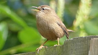 Wren bird singing - a tiny bird with a massive voice