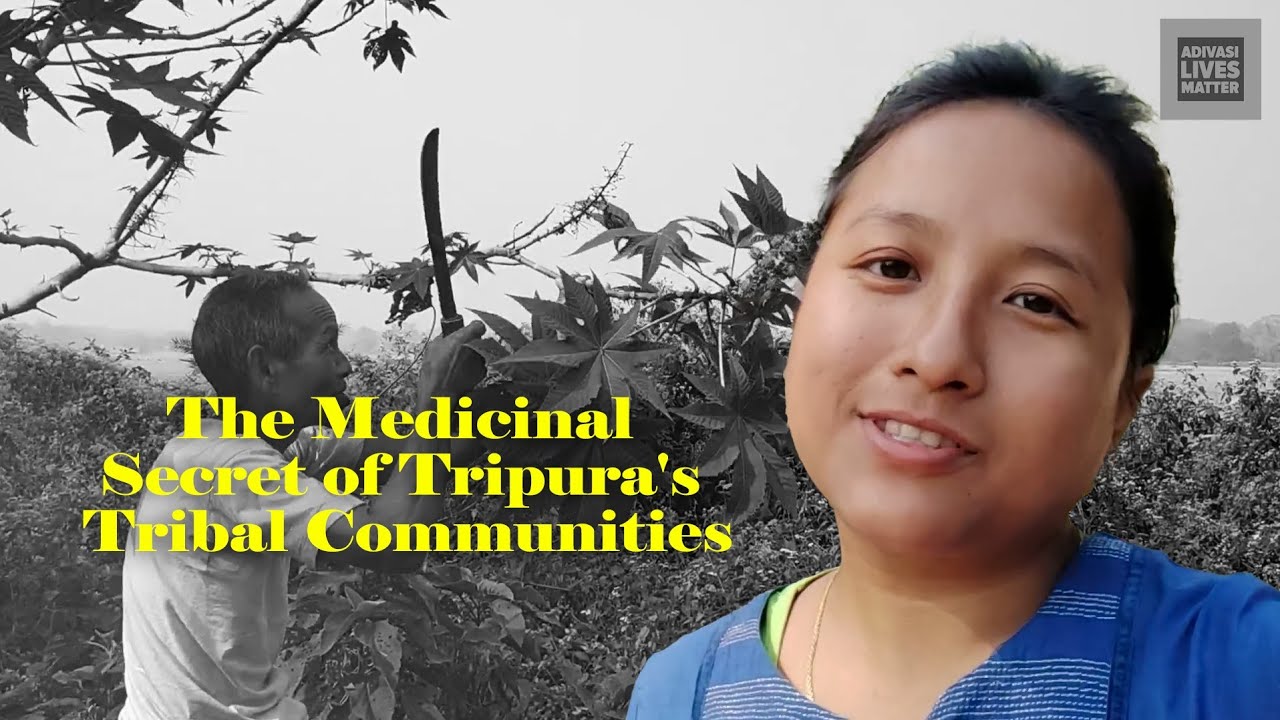Castor: The Medicinal Secret of Tripura's Tribal Communities - Adivasi Lives Matter latest video 23