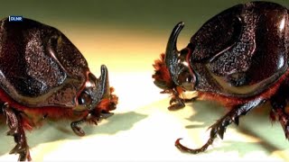 Kauai botanical garden working to protect palm tree collection from coconut rhinoceros beetles