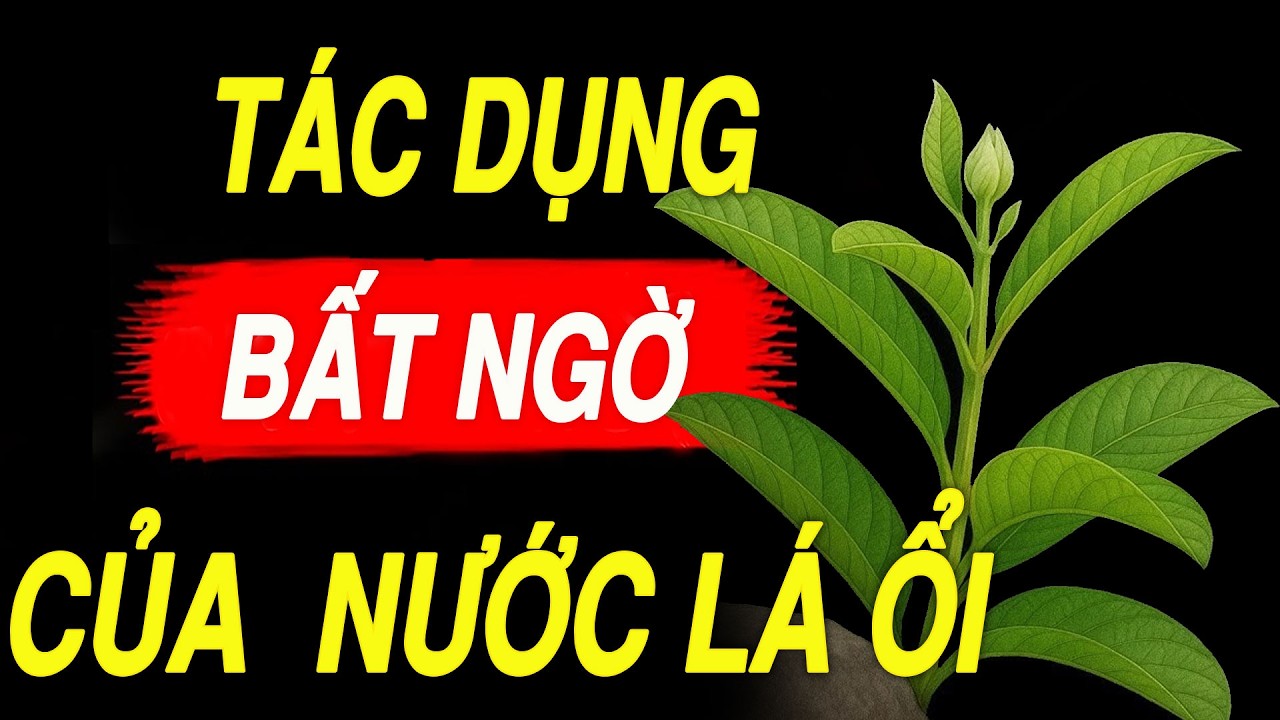 Chuyện gì xảy ra nếu uống nước lá ổi mỗi ngày? Những tác dụng tốt không ngờ của lá ổi