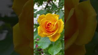 【SD動画】2024年5月8日  薔薇が満開です。 #flowers #garden #癒し#自然 #naturelovers #薔薇は美しく散る #ばらの花