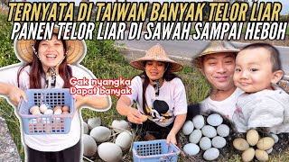 HEBOH CARI DAN PANEN TELOR LIAR DISAWAH TERNYATA DITAIWAN BANYAK AYAM LIAR