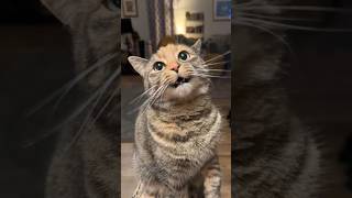 He Has The Cutest Meow Ever