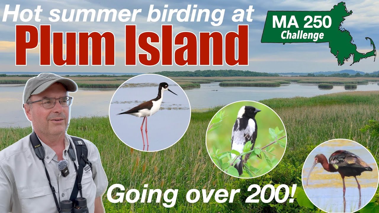 Более 200 видов невероятных птиц на острове Плам!