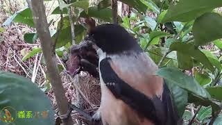 The shrike bird attacked the bird's nest and captured a small bird伯劳鸟袭击黄臀鹎，小鸟以为鸟妈妈回来，却被伯劳鸟抓走