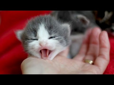 Little kittens meowing and talking 