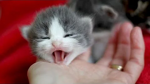 Watch the video about Little kittens meowing and talking - Cute cat video