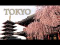 【Cherry blossoms】 Cherry blossom season has finally come in Downtown TOKYO.  東京で桜のシーズンが始まる