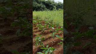 climate smart agriculture, solar powered irrigation for vegetables shorts farming organicfarming
