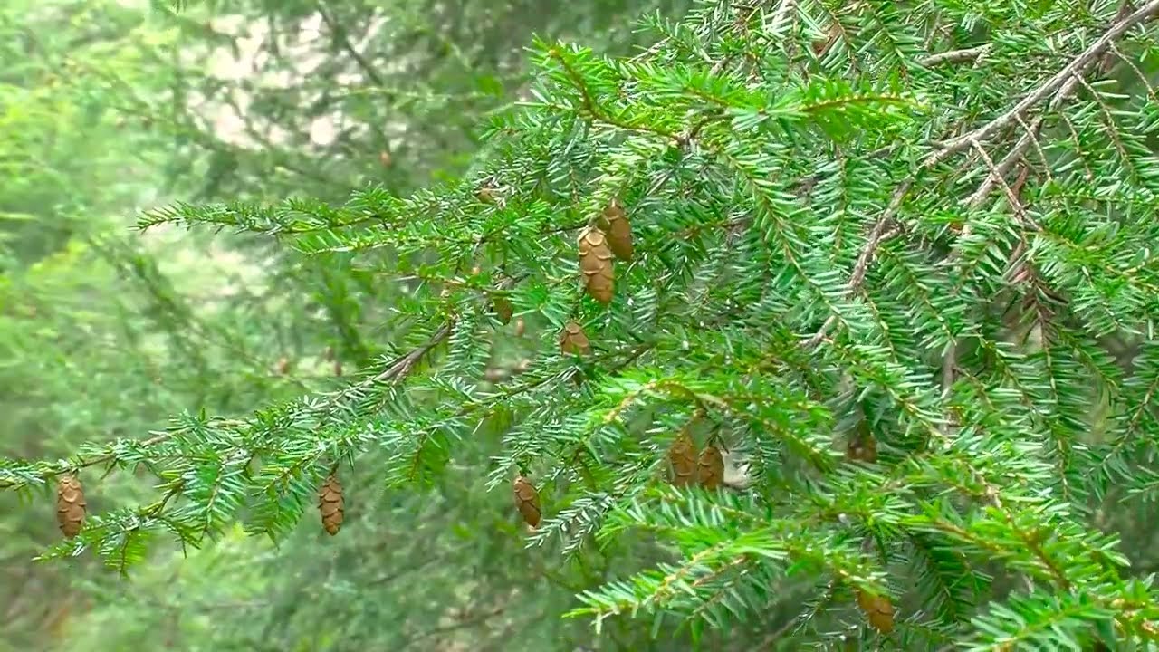 Ensuring Eastern Hemlock in the Future of Tennessee Forests