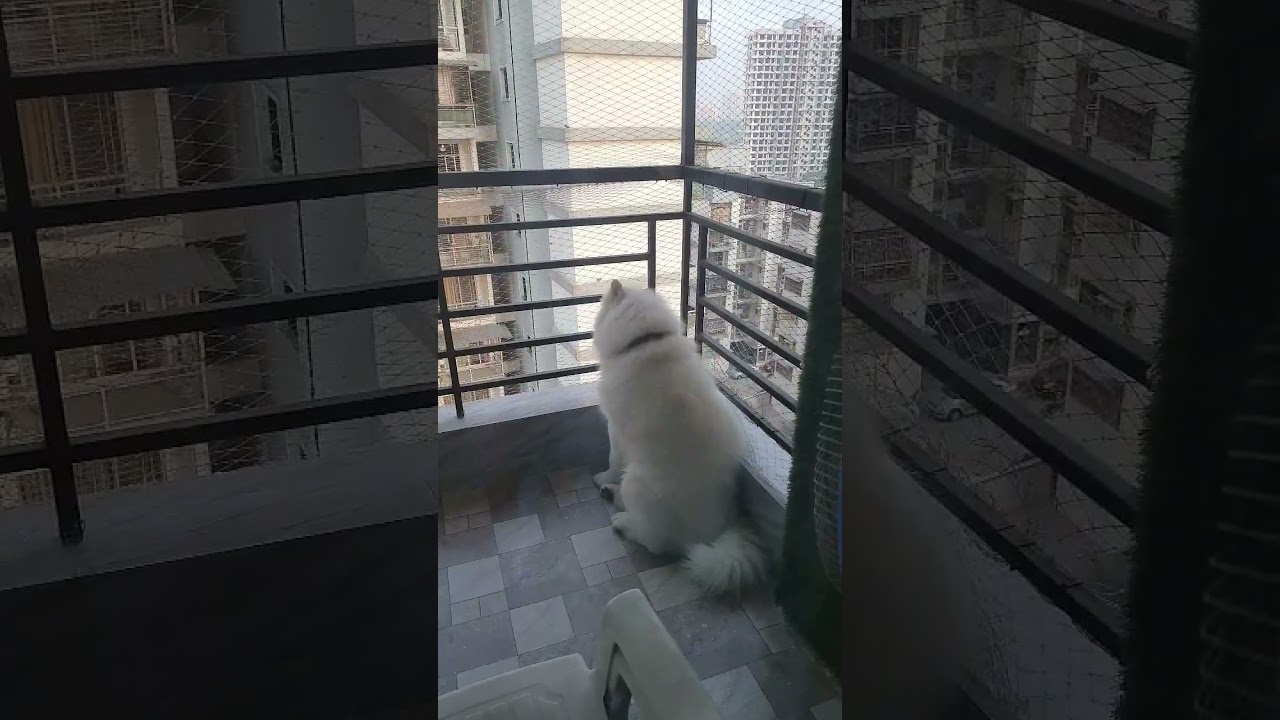 Sammy Howling in Balcony