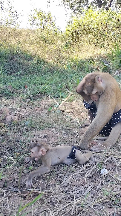 Great Video of SokYaa,ToTo , Phao And Sokhaa are HARMONY And Fun Will MAKE YOU SMILE