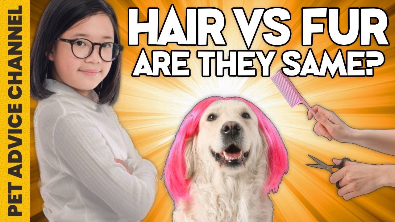 Dog hair vs dog fur why it matters YouTube