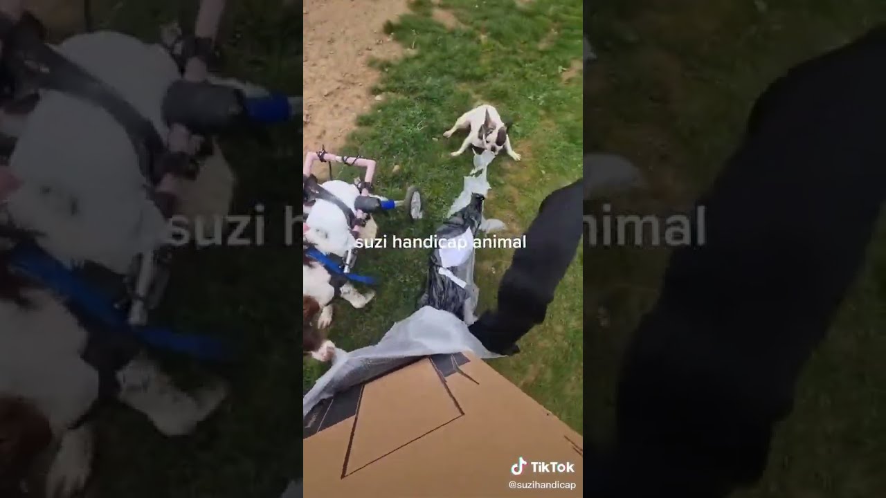 Ces Chiens Handicap S Attaquent Mon Carton 